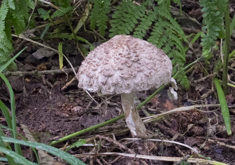 Lepiota procera?
Lepiota procera, Parasol mushroom
Keywords: barffalb,Brayton Barff,Lepiota procera