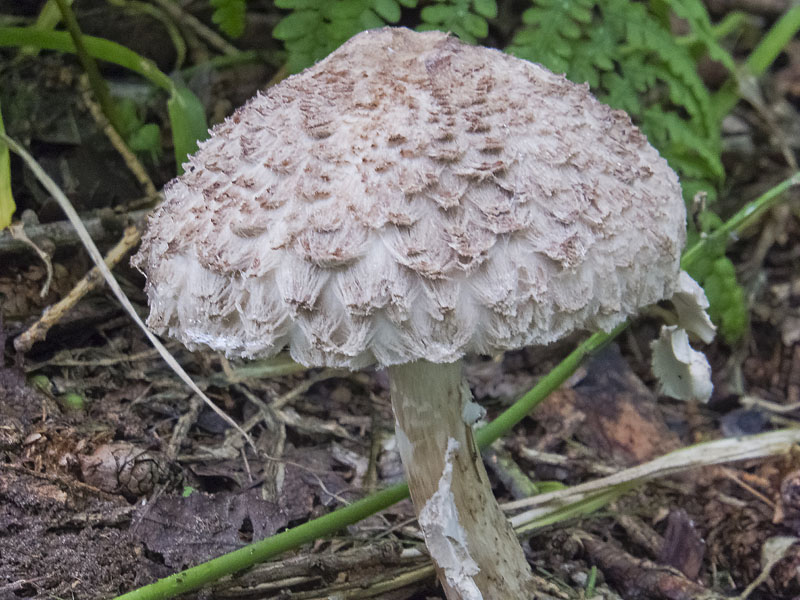 Lepiota procera, Parasol mushroom
Lepiota procera, Parasol mushroom
Keywords: barffalb,Brayton Barff,Lepiota procera