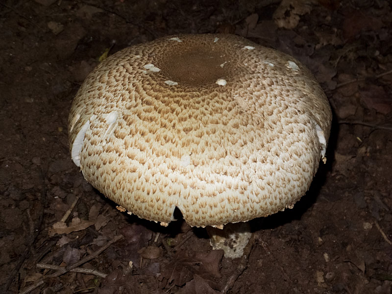 Keywords: barffalb,Brayton Barff,Parasol Mushroom - Macrolepiota procera