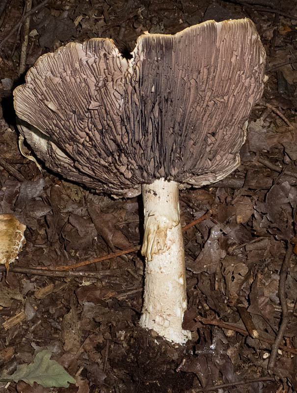 Keywords: barffalb,Brayton Barff,Parasol Mushroom - Macrolepiota procera