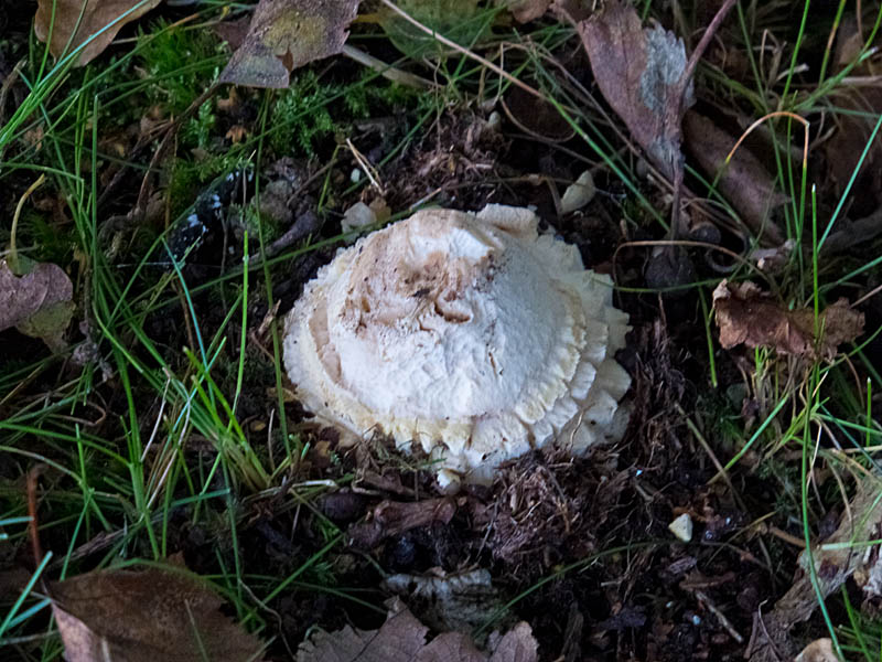 Fly Agaric - Amanita muscaria
Fly Agaric, Brayton Barff
Keywords: barffalb,Brayton Barff,Fly Agaric - Amanita muscaria