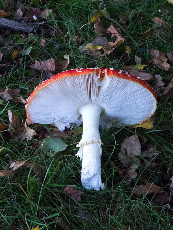 Fly Agaric - Amanita muscaria
Fly Agaric, Brayton Barff
Keywords: barffalb,Brayton Barff,Fly Agaric - Amanita muscaria