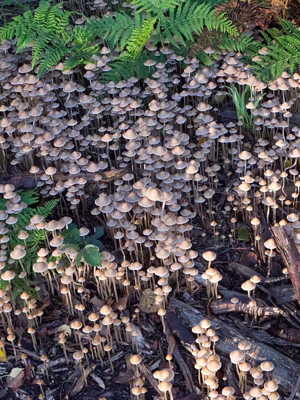 Fairies Bonnets, Coprinus disseminatus
Fairies Bonnets, Brayton Barff
Keywords: barffalb,Brayton Barff,Coprinus disseminatus - Fairies Bonnets