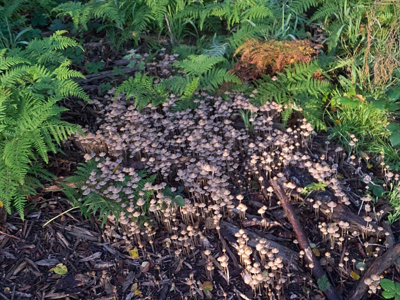 Fairies Bonnets, Coprinus disseminatus
Fairies Bonnets, Brayton Barff
Keywords: barffalb,Brayton Barff,Coprinus disseminatus - Fairies Bonnets