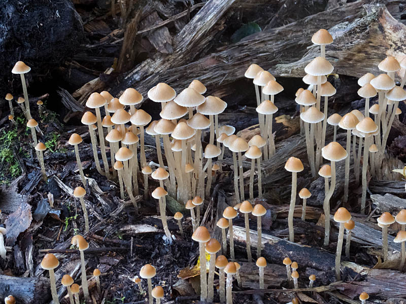 Fairies Bonnets, Coprinus disseminatus
Fairies Bonnets, Brayton Barff
Keywords: barffalb,Brayton Barff,Coprinus disseminatus - Fairies Bonnets