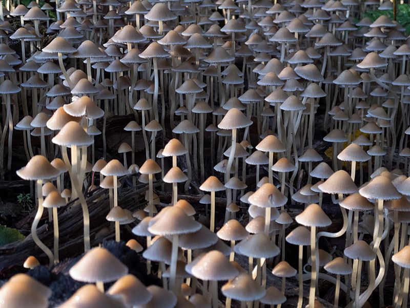 Fairies Bonnets, Coprinus disseminatus
Fairies Bonnets, Brayton Barff
Keywords: barffalb,Brayton Barff,Coprinus disseminatus - Fairies Bonnets