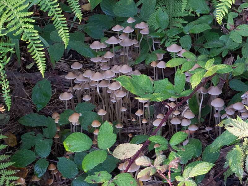 Fairies Bonnets, Coprinus disseminatus
Fairies Bonnets, Brayton Barff
Keywords: barffalb,Brayton Barff,Coprinus disseminatus - Fairies Bonnets