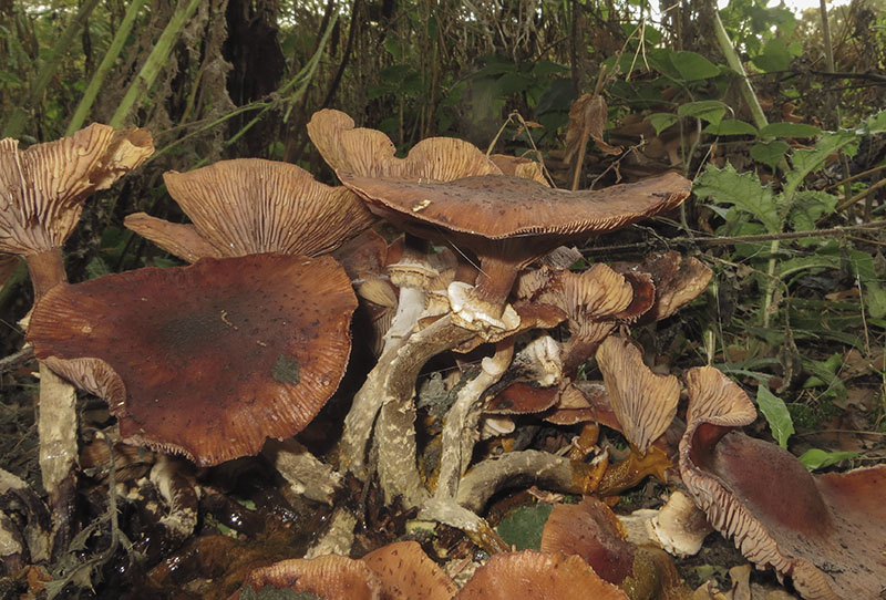 Honey Fungus
Honey Fungus, Boot-lace Fungus - Armillaria mellea
Keywords: barffalb,Brayton Barff,Honey Fungus, Boot-lace Fungus - Armillaria mellea