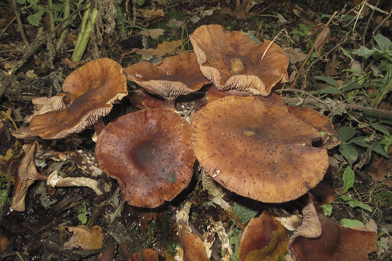 Honey Fungus
Honey Fungus, Boot-lace Fungus - Armillaria mellea
Keywords: barffalb,Brayton Barff,Honey Fungus, Boot-lace Fungus - Armillaria mellea
