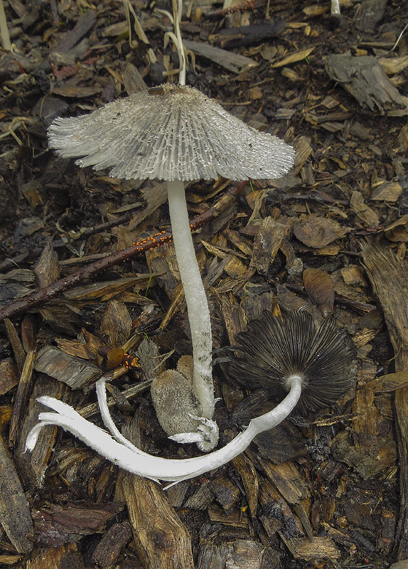 Keywords: barffalb,Brayton Barff,Hare's Foot Inkcap - Coprinus lagopus