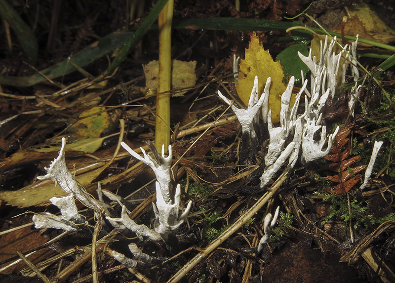 Candlesnuff
Candlesnuff or Stag's Horn - Xylaria hypoxylon
Keywords: barffalb,Brayton Barff,Candlesnuff or Stag's Horn - Xylaria hypoxylon