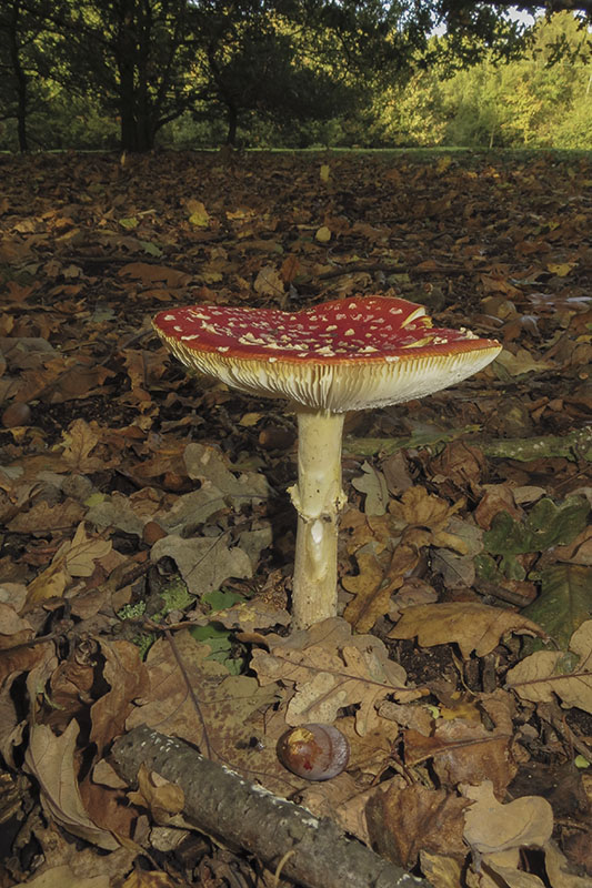 Keywords: barffalb,Brayton Barff,Fly Agaric - Amanita muscaria,Fungi