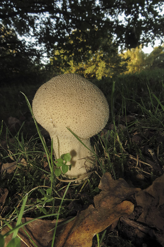 Keywords: barffalb,Brayton Barff,Common Puffball - Lycoperdon perlatum,Fungi