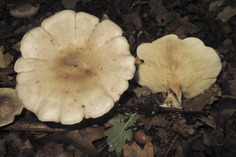 Keywords: barffalb,Brayton Barff,Fungi,Oyster mushroom - Pleurotus ostreatus