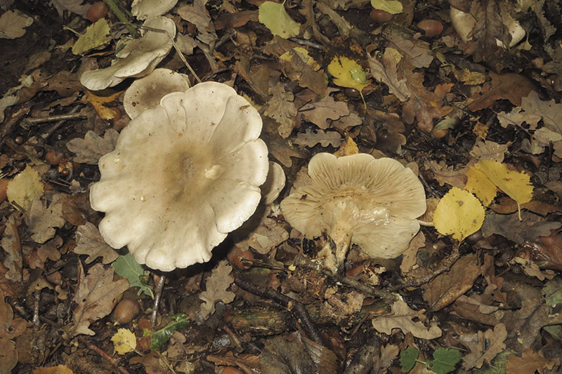 Keywords: barffalb,Brayton Barff,Fungi,Oyster mushroom - Pleurotus ostreatus