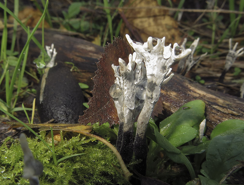 Keywords: barffalb,Brayton Barff,Candlesnuff or Stag's Horn - Xylaria hypoxylon,Fungi