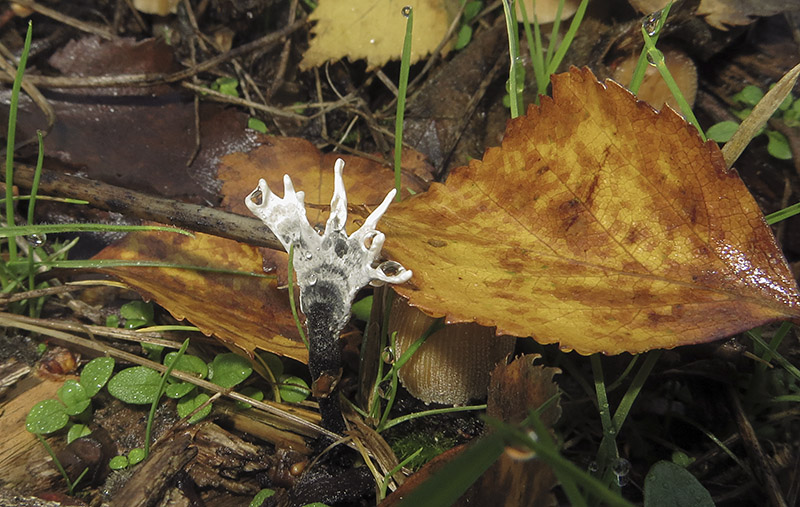 Keywords: barffalb,Brayton Barff,Candlesnuff or Stag's Horn - Xylaria hypoxylon,Fungi