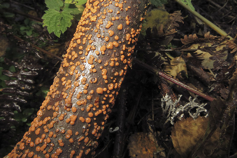 Keywords: bbwildalb,Brayton Barff,Coral,spot - Nectria cinnabarina,Fungi