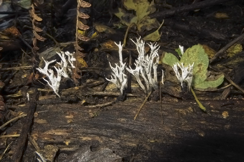 Keywords: bbwildalb,Brayton Barff,Candlesnuff or Stag&#039;s Horn - Xylaria hypoxylon,Fungi