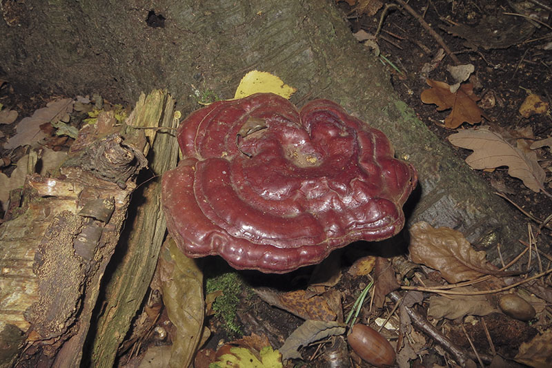 Lacquered Bracket
Lacquered Bracket - Ganoderma lucidum. A medicinal fungi for over 5000 years!
Keywords: bbwildalb,Brayton Barff,Fungi,Lacquered Bracket - Ganoderma lucidum