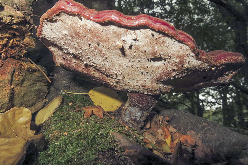 Lacquered Bracket
Lacquered Bracket - Ganoderma lucidum. A medicinal fungi for over 5000 years!
Keywords: bbwildalb,Brayton Barff,Fungi,Lacquered Bracket - Ganoderma lucidum