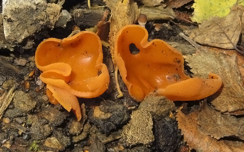 Orange Peel Fungus
Orange Peel Fungus - Aleuria aurantia
Keywords: bbwildalb,Brayton Barff,Fungi,Orange Peel Fungus - Aleuria aurantia