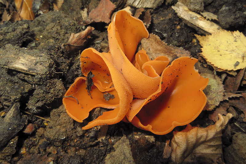 Orange Peel Fungus
Orange Peel Fungus - Aleuria aurantia
Keywords: bbwildalb,Brayton Barff,Fungi,Orange Peel Fungus - Aleuria aurantia