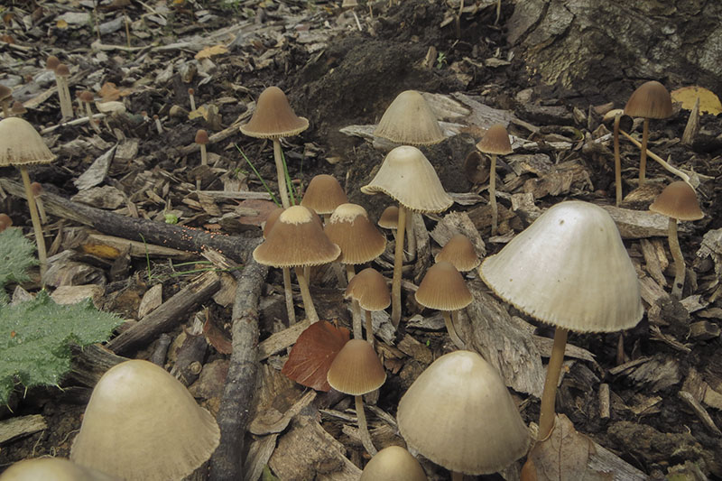 Stubble Rosegill
Stubble Rosegill - Volvariella gloiocephala
Keywords: bbwildalb,Brayton Barff,Conical Brittlestem - Psathyrella conopilus,Fungi