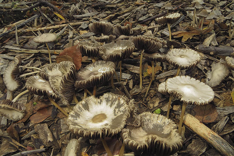 Stubble Rosegill
Stubble Rosegill - Volvariella gloiocephala
Keywords: bbwildalb,Brayton Barff,Conical Brittlestem - Psathyrella conopilus,Fungi