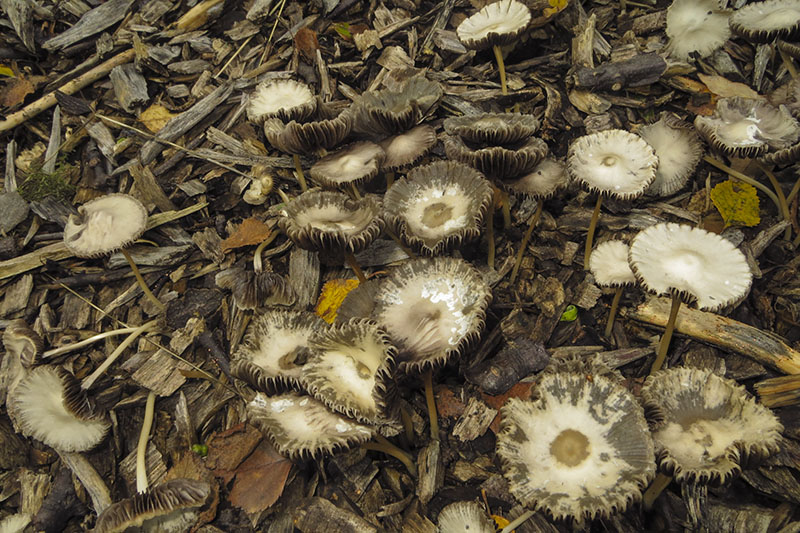 Stubble Rosegill
Stubble Rosegill - Volvariella gloiocephala
Keywords: bbwildalb,Brayton Barff,Conical Brittlestem - Psathyrella conopilus,Fungi