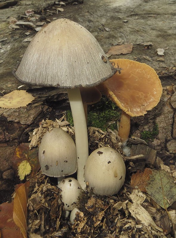 Keywords: bbwildalb,Brayton Barff,Fungi