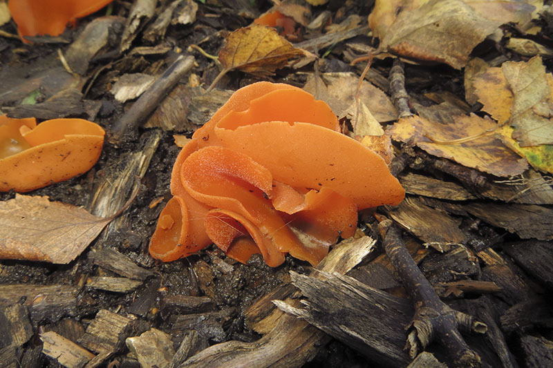 Orange Peel Fungus
Orange Peel Fungus - Aleuria aurantia
Keywords: bbwildalb,Brayton Barff,Fungi,Orange Peel Fungus - Aleuria aurantia