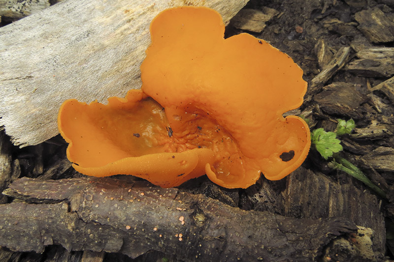 Orange Peel Fungus
Orange Peel Fungus - Aleuria aurantia
Keywords: bbwildalb,Brayton Barff,Fungi,Orange Peel Fungus - Aleuria aurantia