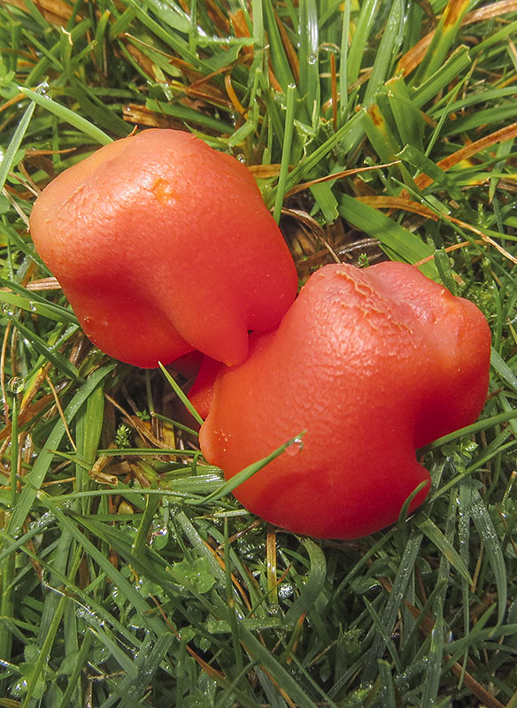 Scarlet Wax Cap, Scarlet Hood
Fungi; Scarlet Wax Cap or Scarlet Hood - Hygrocybe coccinea
Keywords: bbwildalb,Brayton Barff,Fungi,Scarlet Wax Cap,Scarlet Hood - Hygrocybe coccinea