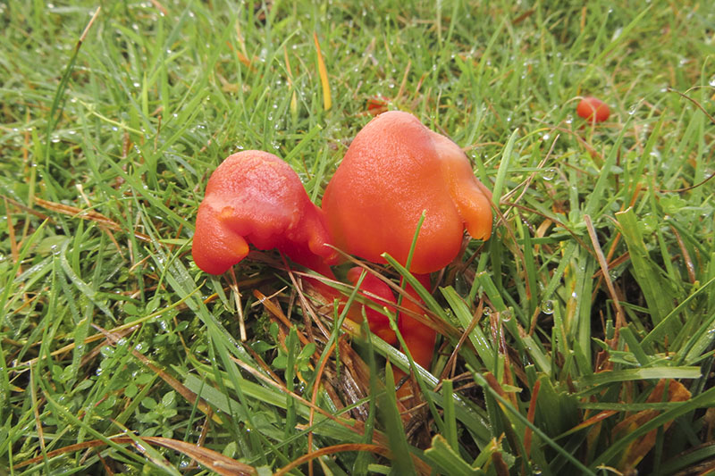 Scarlet Wax Cap, Scarlet Hood
Fungi; Scarlet Wax Cap or Scarlet Hood - Hygrocybe coccinea
Keywords: bbwildalb,Brayton Barff,Fungi,Scarlet Wax Cap,Scarlet Hood - Hygrocybe coccinea