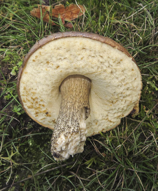 Brown Birch Bolete
Brown Birch Bolete - Leccinum scabrum
Keywords: bbwildalb,Brayton Barff,Brown Birch Bolete - Leccinum scabrum,Fungi