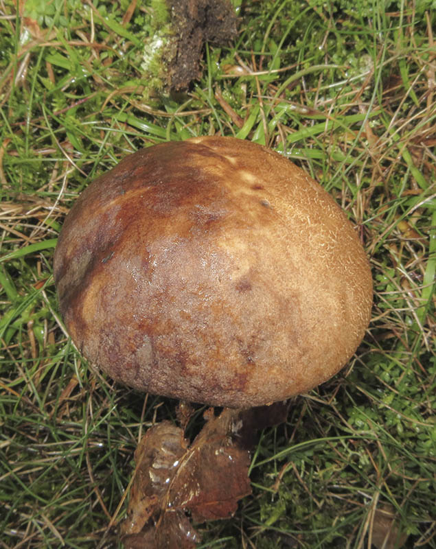 Brown Birch Bolete
Brown Birch Bolete - Leccinum scabrum
Keywords: bbwildalb,Brayton Barff,Brown Birch Bolete - Leccinum scabrum,Fungi