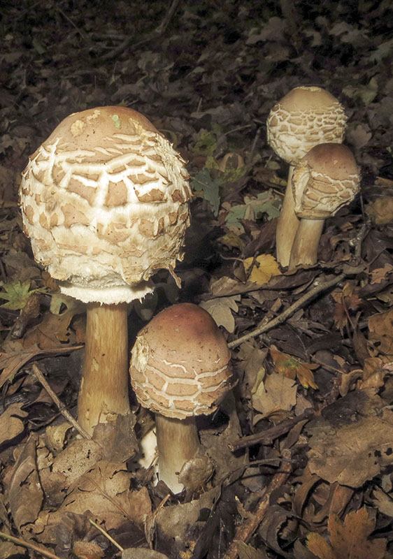 Parasol Mushroom
Parasol Mushroom - Macrolepiota procera
Keywords: Autumn,bbwildalb,Brayton Barff,Fungi,Parasol Mushroom - Macrolepiota procera