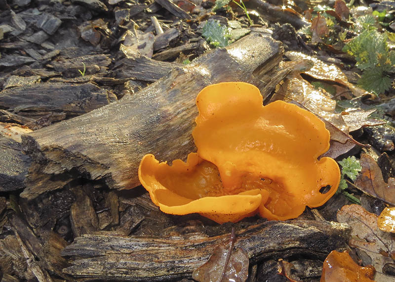 Orange Peel Fungus
Orange Peel Fungus - Aleuria aurantia
Keywords: Autumn,bbwildalb,Brayton Barff,Fungi,Orange Peel Fungus - Aleuria aurantia