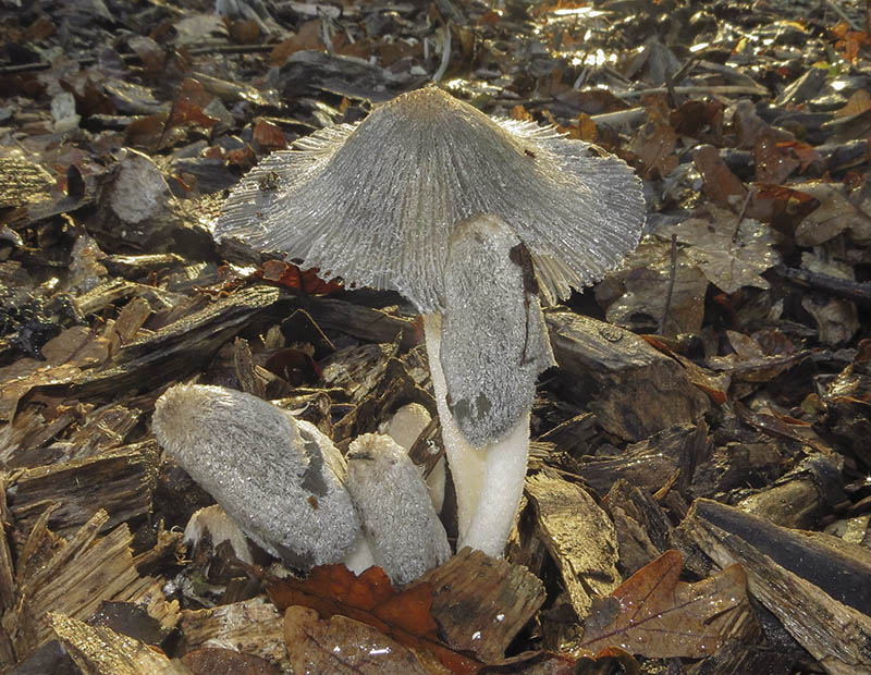 Hare's Foot Inkcap
Hare's Foot Inkcap - Coprinus lagopus
Keywords: Autumn,bbwildalb,Brayton Barff,Fungi,Hare&#039;s Foot Inkcap - Coprinus lagopus