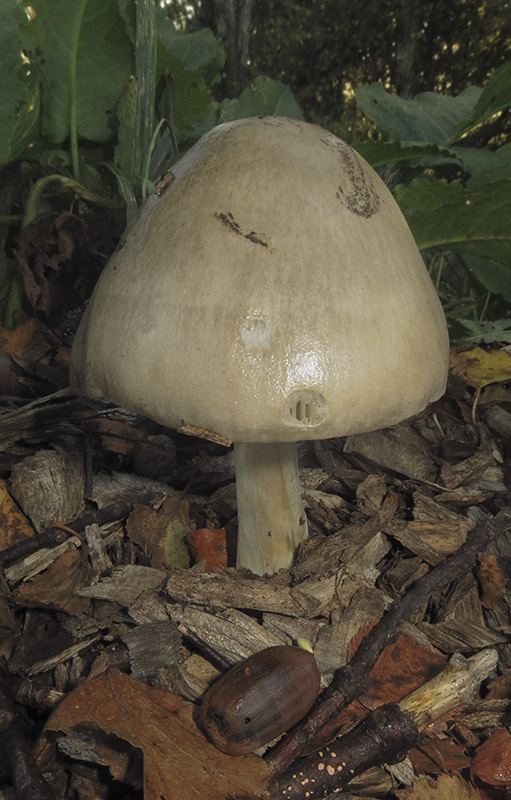 Stubble Rosegill
Stubble Rosegill - Volvariella gloiocephala
Keywords: Autumn,bbwildalb,Brayton Barff,Fungi,Stubble Rosegill - Volvariella gloiocephala