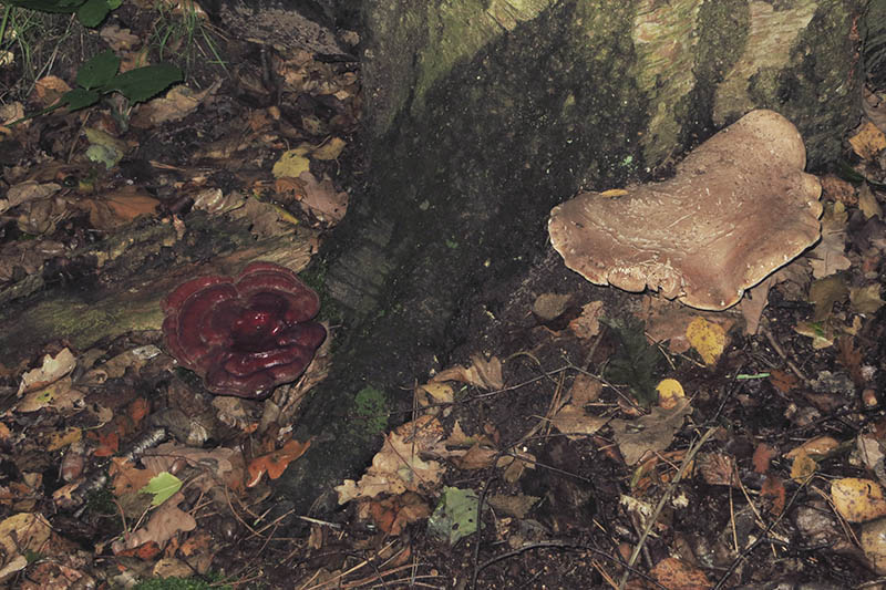 Lacquered Bracket and Birch Polypore
Lacquered Bracket and Birch Polypore on same tree.
Keywords: Autumn,bbwildalb,Birch Polypore Bracket - Piptoporus betulinus,Brayton Barff,Fungi,Lacquered Bracket - Ganoderma lucidum