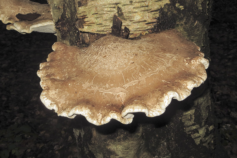 Birch Polypore Bracket
Birch Polypore Bracket - Piptoporus betulinus
Keywords: Autumn,bbwildalb,Birch Polypore Bracket - Piptoporus betulinus,Brayton Barff,Fungi