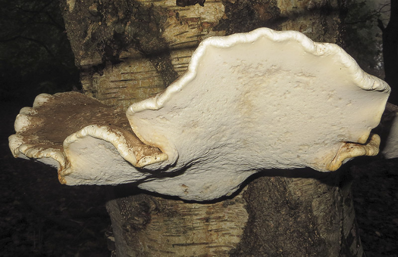 Birch Polypore Bracket
Birch Polypore Bracket - Piptoporus betulinus
Keywords: Autumn,bbwildalb,Birch Polypore Bracket - Piptoporus betulinus,Brayton Barff,Fungi