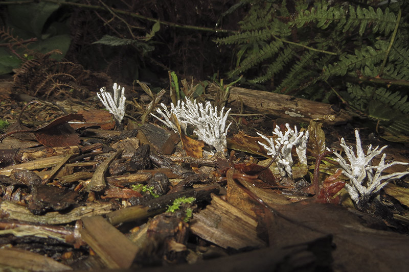 Candlesnuff or Stag's Horn
Known as Candlesnuff or Stag's Horn - Xylaria hypoxylon
Keywords: Autumn,bbwildalb,Brayton Barff,Candlesnuff or Stag&#039;s Horn - Xylaria hypoxylon,Fungi