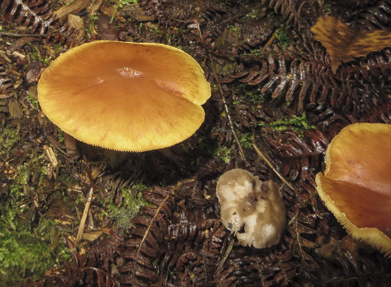 Orange Milkcap
Orange Milkcap - Lactarius aurantiacus
Keywords: Autumn,bbwildalb,Brayton Barff,Fungi,Orange Milkcap - Lactarius aurantiacus