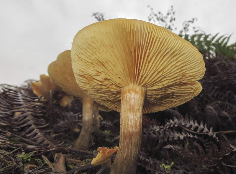 Orange Milkcap
Orange Milkcap - Lactarius aurantiacus
Keywords: Autumn,bbwildalb,Brayton Barff,Fungi,Orange Milkcap - Lactarius aurantiacus