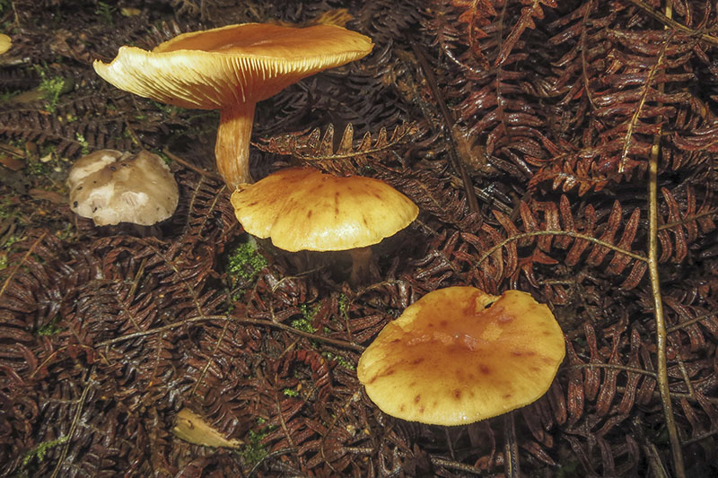 Orange Milkcap
Orange Milkcap - Lactarius aurantiacus
Keywords: Autumn,bbwildalbBrayton Barff,Fungi,Orange Milkcap - Lactarius aurantiacus