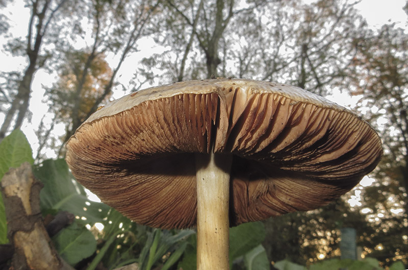 Stubble Rosegill
Stubble Rosegill - Volvariella gloiocephala
Keywords: Autumn,bbwildalb,Brayton Barff,Fungi,Stubble Rosegill - Volvariella gloiocephala