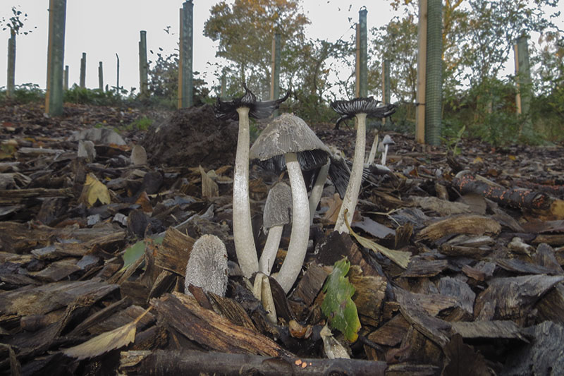 Hare's Foot Inkcap
Hare's Foot Inkcap - Coprinus lagopus
Keywords: Autumn,bbwildalb,Brayton Barff,Fungi,Hare&#039;s Foot Inkcap - Coprinus lagopus